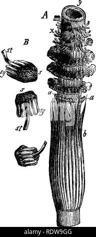 . Botanik für Schulen und Hochschulen. Botanik. 366 BOTANIK. In vier Zellen (C, Abb. 250), und von diesen die junge Pflanze der asexuellen generatinn entwickelt. Die junge Pflanze ist ganz einfach, mit kleinen Internodien, Lager Hüllen, enthalten aber drei Blätter; lar-ger Triebe bald entstehen, mit Lar-ger Internodien und Ummantelungen hav-ing mehr Blätter, und diese werden durch andere noch größere, bis endlich die volle Größe erreicht ist. 479. - Die Sporen des Equisetinee sind entweder auf dem gewöhnlichen grünen Stengel, wie in Equisetum limosum und JS. Jiyemale oder farblos oder browni Stockfoto