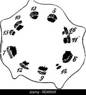 . Botanik für Schulen und Hochschulen. Botanik. Gewebe von ANQIOSPERMS 443. Abb. 320.- Querschnitt von tliestem wliicli Abb. 319 Fliesen Diagramm oben taicen tlie flf til Blatt.- Nach dem Nageli. tweea Die fünfte aud 6 Blätter der obigen Abbildung. Die Bündel sind als in der Schweine gezählt. 319. 542.-In einer vergleichsweise geringen Anzahl von Instanzen Es gibt fibro - leitbündel im Stengel, die in keinem Zusammenhang mit den Blättern. Diese werden als potraining Bundles bekannt. 543.- Im Monocotyledons und viele krautige Dicotyledons, die fibro - leitbündel sind geschlossen, das heißt, es gibt keine Zone von mir Stockfoto