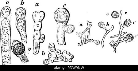 . Botanik für Schulen und Hochschulen. Botanik. 320 BOTANIK. Für einige Arten nur.* In allen, die untersucht wurden die spore sendet einen promycelium, die in der Regel kurz und verbunden, und über diese mehrere sporidia hergestellt werden, so wie in der TJredinese. In der promyce Tilletia Karies - lium produziert ein Büschel von schlanken Zweigen (Abb. 234 h), die. Abb. 221. Pis. 232. Schwein. 223. Schwein. 231.- Spore-Bildung in VsHlago Maydls. Ein, das Ende einer spore - Formung der Hy-pha mit einer Reihe von jungen Sporen; 6, anotlier Sporen bilden contaming hypha, zwei junge Sporen; c, eine Spore fast reif, noch surro Stockfoto
