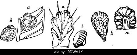 . Botanik für Schulen und Hochschulen. Botanik. FILICE 8. 377 furnislied mit einem in der Regel unvollständig, fast senkrecht, oder eher schrägen Ring. Buchse, Prominente, Fass-Bliaped (Abb. 265). Baum - Farne. Gattungen drei (Cyathea, Hemittlia und Alsophila); Arten 150, meist tropischen und subtropischen. 4. PolypodiaceoB. - Sporangien angepirscht, Splitting quer, Fell - mit einem in der Regel unvollständig vertikalen Ring nished. Behälter nicht Prom-. Abb. 263. Fio. 264. Abb. 265. Abb. 263.-Teil eines Blattes von Gleich&amp; nia^ Mit einem sorus, a; 6, einem sporangium.-AF-ter Hoolce] -. Abb. 264.-Teil eines Blattes von Trich Stockfoto