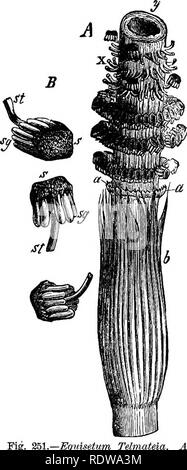 . Botanik für Schulen und Hochschulen. Botanik. 366 BOTANIK. In vier Zellen (C, Abb. 250), und von diesen die junge Pflanze des ungeschlechtliche Generation entwickelt. Die junge Pflanze ist ganz einfach, mit kleinen Internodien, Lager Hüllen, enthalten aber drei Blätter; lar-ger Triebe bald entstehen, vrith lar-ger Internodien und Ummantelungen hav-ing mehr Blätter, und diese werden durch andere folgten noch largej -, bis endlich die volle Größe, ist vorbereitet. 479. - Die Sporen des Equisetinse sind entweder auf dem gewöhnlichen grünen Stengel, wie in Equisetum hyemale limosum und E., oder nach farblos oder brovir Stockfoto