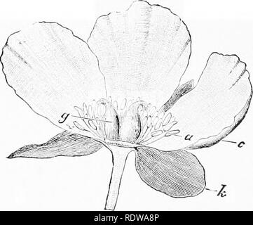 . Pflanzen; ein Lehrbuch der Botanik. Botanik. Abb. 199. Gemeinsame Flachs (Lirtmn): A. gesamte Blume, Kelch und Krone; B, Blumen Blätter erneut verschoben, die staubgefäße und syiicarpons jvstil; C, eine ausgereifte Abb. 198. Blumen von Elm (? 7/MW 5): ^, Niederlassung Kapsel offen teilen. - nach liL-aring Cluster von Blumen und schuppigen Knospen; Schimper. B, einzelne Blume, zeigt einfache Blütenhülle und Staubgefäßen, als stamii: ate Blüte; (', Blume, Blütenhülle, Staubblätter, die zwei unterschiedliche Stile stigmatische auf die innere Oberfläche, die eine perfekte Blume; D, Abschnitt durch perfekte Blume, peri-anth, Staubblätter, ein Stockfoto