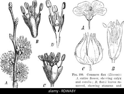 . Pflanzen; ein Lehrbuch der Botanik. Botanik. Abb. 199. Gemeinsame Flachs (Lirtmn): A. gesamte Blume, Kelch und Krone; B, Blumen Blätter erneut verschoben, die staubgefäße und syiicarpons jvstil; C, eine ausgereifte Abb. 198. Blumen von Elm (? 7/MW 5): ^, Niederlassung Kapsel offen teilen. - nach liL-aring Cluster von Blumen und schuppigen Knospen; Schimper. B, einzelne Blume, zeigt einfache Blütenhülle und Staubgefäßen, als stamii: ate Blüte; (', Blume, Blütenhülle, Staubblätter, die zwei unterschiedliche Stile stigmatische auf die innere Oberfläche, die eine perfekte Blume; D, Abschnitt durch perfekte Blume, peri-anth, Staubblätter, ein Stockfoto