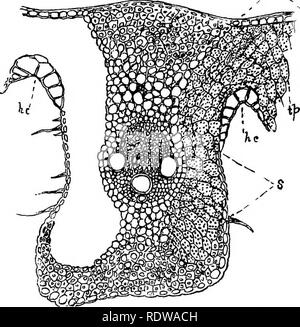 . Botanik für Schulen und Hochschulen. Botanik. 158 BOTAWT. Auf diese Weise oft viel Licht auf die Morphologie der Blätter Teile geworfen werden * (6) Von den unter Dicotyledons im Allgemeinen empfiehlt es sich, diejenigen zu selektieren, deren junge Blätter mindestens downy sind oder behaart, ansonsten die Schwierigkeiten, die im Falle eines Einstellungsangebots sind stark erhöht. Der Flieder ist eine der Besten "zu diesem Zweck. Longi - tudinal Abschnitte, die, wie in der Ex-aminierung von jungen Stängel, gemacht werden sollte. (C) Die jungen Blätter im Winter Knospen der Hickory sind lehrreich, als zeigen, wie zusammengesetzte Blätter gebildet werden. (D) Die Untersuchung der Anordnung Stockfoto