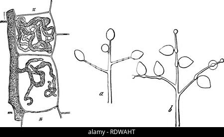 . Botanik für Schulen und Hochschulen. Botanik. 358 BOTANT. ing das Jahr 1878, und für ein oder zwei Jahre vor diesem Datum, eine große Anzahl von Lachs und anderen Arten Fische wurden von einer der häufigen Arten zerstört, Sapvolegnia ferax.* 342. âOrder Peronosporese. Die Pflanzen dieser Ordnung leben parasitisch im Inneren von höheren Pflanzen. Sie sind • Aus langen verzweigten Röhrchen, deren cayities con sind ununterbrochener im gesamten Gebäude. Sie wachsen zwischen den Zellen Ihrer iiosts und Nahrung aus Ihnen ziehen durch Pecu -. Fio. 174. Fio. 175. Abb. 174. âA vegetativen hypha, m, m, der Peronomora cal Stockfoto
