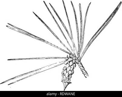 . Lehrbuch der Botanik. Botanik. 122 Lehrbuch der Botanik ein großer Baum, und dass der jüngste Teil. Eine Wurzel enthält die gleichen Gewebe wie ein Stamm oder Ast, wenngleich etwas anders angeordnet. 147. Die Staminate Kegel. - Die Kiefer trägt zwei Arten von Zapfen. Es ist auf den ersten Blick nicht von diesen, wie entsprechende in die stami-nate und pistillate Blumen des cucum-ber zu denken einfach. Aber die Kegel sind wirklich sehr primi- tive Blumen. Die zwei Arten von Zapfen unterscheiden sich in der Größe, die staminate Kegel beii ^g viel kleiner als die carpellate. Beide sind auf der sama Baum getragen. Staminate Kegel (Abb. 70) wachsen in clust Stockfoto