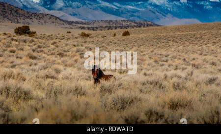 Überblick über hohe Wüste in Nevada, USA, mit einem braunen wilde Mustang in der Ferne und viel Platz kopieren Stockfoto