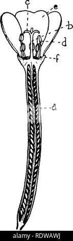 . Britische Pflanzen, ihre Biologie und Ökologie. Botanik; Botanik; Ökologie der Pflanzen. 180 britische Pflanzen der Blumen, die klein sind, sind in Kopf gruppiert - wie Blütenstände. Der Spike (Abb. 77) und seiner Vielfalt, der catkin, sind vertreten - vor allem durch Wind fremdbefruchtende Pflanzen - z.b. Wegerich, Hasel, Erle, Birke. Einige Gräser besitzen compound Spikes. Die Orchideen haben stalkless Blumen auf einer langgestreckten Achse, und morphologisch, die Blütenstände sind Spikes; aber die in der Regel lang minderwertig Eierstock verhält sich wie ein Stiel. Il^^^^^ 2. Fio. 77.-^ Diagramm der Sfiee. Fio. 78.-^ Wiixow-hbrb: LoNGiruriNAL Sectiok von F Stockfoto