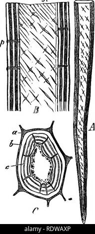 . Botanik für Schulen und Hochschulen. Botanik. Fis. 135. Fio. Über. Abb. 14. Abb. 13.-A J Optisches Abschnitt einer eclerencbyma-Zelle unterhalb der Epidermis der u-st' m Piens aquUina, isoliert von Schulze" Ich? Mazeration der Wand besteht aus einem inneren sehr dichten Schicht, und eine zentrale weniger dichten zwischen zwei Dichter, eingeschlossen; diese Lagen sind von Pit cliannt 'ls, die in der weiteren Wand im Querschnitt gesehen sind eingedrungen. S, eine ähnliche Zelle, mehr verdickt. Die Gruben sind hier lange Cana, die sind mehr oder weniger verzweigt. X etwa 550.- Afti r Sachs. Abb. 14.-Braun-walled ce Stockfoto