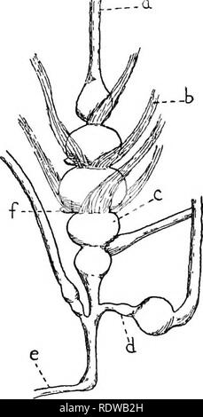 . Britische Pflanzen, ihre Biologie und Ökologie. Botanik; Botanik; Ökologie der Pflanzen. Frequenz OP SEEDING 113 Die erste Klasse umfasst aU Einjährige und zweijährige krautige Pflanzen, Stauden, Einheimische und auswärtige, die Blume nach mehreren Saisons "Wachstum und dann untergehen. Alle diese sind, biologisch, Jahrbücher. Die bemerkenswertesten Mono-carpic mehrjährig ist der amerikanische Aloe. Agave Americana. Dieser wundervollen Pflanze wächst sehr langsam und bilden einen gigantischen Rosette aus langen, dicken, fleischigen Blättern, zwei oder drei pro Jahr. Es Blumen, die mit einem riesigen blütenstand,. Fio. 33.-^ Falsb-Oat Gras {Arrhenatherum avenaceum). Stockfoto