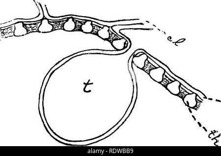 . Botanik für Schulen und Hochschulen. Botanik. FiQ. 21, das Schiff, wie bei t untere Abb. - die in ure (Abb. Slas), wo th repräsentiert die Verdicken - Teil der Mauer ed, und % kann die dünnen Teil clos-ing die Gruben. Oc-casionally viele solche protrusioas geben Sie das Schiff, wie in einem in der oberen Abbildung; wenn diese - große "Sie können völlig bis der Hohlraum des Schiffes, wie bei der 6, wliere zwei große von den gegenüberliegenden Seiten füllen kommen werden.. Fio. 21a. Abb. 21.- Collenchyma Zellen der Begonia, quer seo-tion des Blattstiels. ", Epidermis, d collenchyma-Zellen, mit Eingedicktem atigles, v, V; Stockfoto