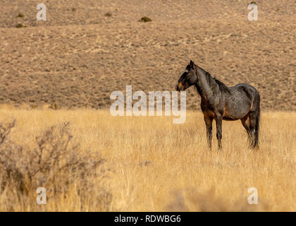 Leber Kastanie wilde Mustang in einer Wüste in Nevada, USA, auf trockenem Gras, Seitenansicht, mit viel copy-Raum Stockfoto