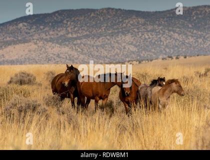 Überblick über ein mustang Familie alle Pferde braun in der hohen Wüste in Nevada, USA, auf trockenem Gras, mit Bergen im Hintergrund, an einem wolkenlosen Tag Stockfoto