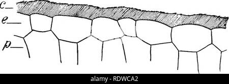 . Pflanzen; ein Lehrbuch der Botanik. Botanik. 42 ANLAGE BEZIEHUNGEN. Aber es kommt gewöhnlich, und bedeutet nicht notwendigerweise, ex-treme Bedingungen jeglicher Art. Allerdings, wenn die Zellen der palisade Gewebe sind ungewöhnlich schmal und länglich, oder. Abb. 32. Abschnitt tlirough einen Teil des Blattes der Eibe {Taxus) ^ Übersicht Kutikula (c), Epidermis (e), und der obere Teil der palisade Zellen (p) bilden zwei oder drei Schichten, könnten wir die Wahrscheinlichkeit einer Exposition zu intensives Licht oder Dürre ableiten. Die Abbildung (Abb. 31) zeigt in einer beeindruckenden Art und Weise die Wirkung von Licht auf die Struktur der Stockfoto