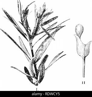 . Plants and their ways in South Africa. Botany; Botany. 24; Plants and their IVays in South Africa P. chnigata, L'Her. (Outeniqua Yellow Wood) has narro- leaves and a small crimson receptacle. These monarchs of the East attain a girth of 30 feet and some are estimated to be a thousand )ears old.. f^ir;. 216.—Piidocarpus etongafa, L'Her. I. Branch (^t) with three stamen- bearing spikes. II. Ovule-bearing scale. III. Section through the latter,show- ing one ovule. IV. Ripe pseudocarp : r, fleshy receptacle ; b, seed enclosed in green resinous scale. (From Edmonds and Marloth's " Elementa Stockfoto