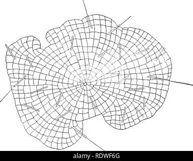 . Grundlagen der Botanik. Botanik; Botanik. 306 ESSENTIALS OP BOTANIK zeigen die Differenzierung der Anlage Körper in root,^ Stamm, und das Blatt so unter Saatgut - Pflanzen vertraut. In den meisten Farne die Antenne Blätter sind alle fast gleich, aber in einigen Gattungen, wie Onoclea (Abb. 209), bestimmte Blätter der besondere Form sind für spore-Produktion. In Schachtelhalme und Club - Moose Die spore - Lager Blätter sind ganz anders als die anderen, und werden oft in Blume - zusammengefasst wie Cluster (Abbn. 211, 213). Abb. 220. Coleochxte, einer Grünalge. Die disk-wie Thallus ist eine Schicht von Zellen dick. Die fibro - vasaular Bündel von f Stockfoto