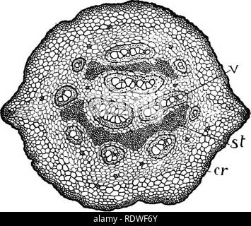 . Die Natur und die Entwicklung der Pflanzen. Botanik. Abb. 220. Stammzellen im Frühjahr von allen seinen Blättern befreit, speichern Sie die Jungen, c, in der Nähe der Tipp: r, Wurzeln; v, Leitbündel in der Basis des Blattstiels; x, Region, aus der die Rinde entfernt wurde die Leitbündel aus den Blättern vereint ein Gitter arbeiten zu zeigen. Erscheint die Regel in der U-Bahn zu sein, da die Schwierigkeiten und die Gefahr der Versendung der zarten jungen Blättern bis durch den Boden durch die Entwicklung einer oder ein paar Blätter, minimiert wird. Abb. 221. Querschnitt der Farn Stammzellen: v, eine konzentrische vaskuläre Strand, große Zellen o Stockfoto