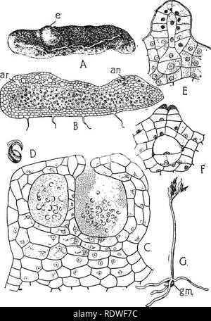 . Die Natur und die Entwicklung der Pflanzen. Botanik. Entwicklung von Pflanzen 317 tion ist nicht oft mit Met, die aufgrund der Tatsache, dass, wie die sporo-phyte, seine Entwicklung mit Mykorrhizapilzen verbunden ist und es ist daher in der Regel vollständig im Boden vergraben und in der Regel ganz frei von Chlorophyll. Die verschiedenen Phasen der germipa- tion der Sporen haben noch nie beobachtet, aber die Reife gam-etophyte von Botrychium wurde vor einigen Jahren von Jeffrey gefunden. Abb. 218. Die gametophyte und junge sporophyt von Botrychium: A, knötchenförmige Aussehen Der gametophyte-e, eine junge sporophyt oder em bryo d Stockfoto