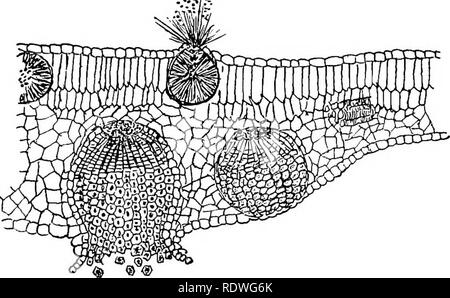 . Elementare Botanik. Botanik. Pilze: rostet. 133 294. Uredospores produzieren können aufeinander folgenden Ernten von uredospores. - Die Uredo - Sporen sind durch den Wind zu anderen Weizen oder Gras Pflanzen, Keimen, durchgeführt. Abb. 157. Abschnitt durch Blatt von berberitze am Punkt mit dem Cluster betroffen - Cup Stadium der Weizen Rost; axidia spermagonia Oben, Unten. (Nach Marshall-Ward.) bilden Myzel in den Geweben, und später der Pusteln mit einer zweiten Ernte von uredospores. Mehrere aufeinanderfolgende Ernten von uredospores kann entwickelt werden. Bitte beachten Sie, dass diese Bilder aus gescannten Seite Bilder, Ziffer wurden extrahiert werden Stockfoto