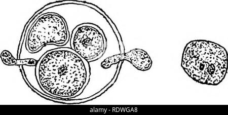 . Elementare Botanik. Botanik. Abb. 136. Düngung im saprolegnia, tube antheridium Durchführung 111 der Kern der Samenzelle in die Eizelle. In der rechten Abbildung einer kleineren Samenzellen Kern über zur Sicherung mit den Kern der Ei ist. (Nach Humphrey und Trow.). Bitte beachten Sie, dass diese Bilder sind von der gescannten Seite Bilder, die digital für die Lesbarkeit verbessert haben mögen - Färbung und Aussehen dieser Abbildungen können nicht perfekt dem Original ähneln. extrahiert. Atkinson, George Francis, 1854-1918. New York, H. Holt Stockfoto