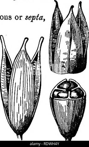 . Gray's Schule und Feld Buch der Botanik. Bestehend aus "Lektionen in der Botanik" und "Feld, Wald und Garten Botanik, "in einem Band gebunden. Botanik; Botanik. Kapitel 14.1 Obst. 123 Poppy, oder Burst unregelmäßig in einigen Teil, wie in Lobelia und der Snapdragon; aber häufig Es spaltet Öffnen (oder dehiacenf) der Länge nach in regelmäßigen Stücke, genannt Ventile, 371. Regelmäßige Dehiszenz in einer Kapsel erfolgt auf zwei Arten, die sich am besten in Hülsen von zwei oder drei Zellen dargestellt. Es ist entweder Loculicidal oder Splitten direkt in die hculi oder Zellen, das heißt, die th'e ^ Zurück (oder der tllOrs Stockfoto