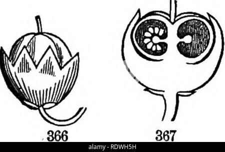 . Gray's Schule und Feld Buch der Botanik. Bestehend aus "Lektionen in der Botanik" und "Feld, Wald und Garten Botanik, "in einem Band gebunden. Botanik; Botanik. 118 Obst. [Abschnitt 14. Ries, Brombeeren, tlie Magnolia Obst, usw. Darüber hinaus die gereiften Produkt von vielen Blumen können komprimiert oder zusammen gewachsen, so wie einen zusammengesetzten Früchte zu bilden. 347. Die Arten haben daher zu unterscheiden. Auch verschiedene Namen der gemeinsamen Verwendung in beschreibende Botanik zu und definiert werden. 348. In bezug auf Zusammensetzung, entsprechend, Früchte in Simpk, jene, die neu klassifiziert werden Stockfoto