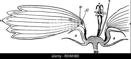 . Gray's Schule und Feld Buch der Botanik. Bestehend aus "Lektionen in der Botanik" und "Feld, Wald und Garten Botanik, "in einem Band gebunden. Botanik; Botanik. Daher für Samen tragenden als auch für die Show. Lassen Sie es nicht angenommen werden, dass die Show nutzlos ist. Siehe Abschnitt XIII. 269. Adnation, oder Konsolidierung, ist die Union der Mitglieder von Artikeln, die zu verschiedenen Kreisen der Blüte (256). Natürlich ist es unter - stand, dass in diesem (wie auch in der KOALESZENZ) Die Teile sind nicht gebildet und dann verbinden, sind aber in der Union produziert. Sie geboren sind, wie der Begriff adnate impli Stockfoto