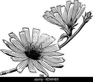 . Gray's Schule und Feld Buch der Botanik. Bestehend aus "Lektionen in der Botanik" und "Feld, Wald und Garten Botanik, "in einem Band gebunden. Botanik; Botanik. Abschnitt 8. J ÄNDERUNGEN DES TYPS. 93 366. Es gibt alle Abstufungen zwischen labiate und regelmäßige Korolla. In denen des Grerardia, einige Arten von Pentstemon und der Catalpa (Abb. 263-265), die labiate Charakter ist gering, aber offenbart sich bei genauerer Betrachtung. In fast allen diesen Blumen der Plan von fünf, die auf der Hand liegt oder in den Kelch und Krone festzustellen - in der Lage ist, verdeckt ia Die staubgefäße durch die Abtreibung oder unterdrücken Stockfoto