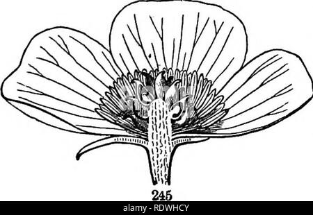 . Gray's Schule und Feld Buch der Botanik. Bestehend aus "Lektionen in der Botanik" und "Feld, Wald und Garten Botanik, "in einem Band gebunden. Botanik; Botanik. 88 Blumen. [Abschnitt 8. aus dem Blick gelassen werden. Das wollen der Symmetrie ist in der staubblätter. Diese sind in zwei Kreisen, einer äusseren und einer inneren. Der äußere Kreis besteht aus zwei nur Staubgefäßen; der Innere hat seine korrekte Anzahl der Vier. Die Blume Violett, die auf dem Plan von fünf ist, ist symmetrisch in Kelch, Corolla und Staubgefäßen, inas-viel wie jeder von diesen Kreisen besteht aus fünf Mitgliedern; es ist aber conspicu- Unregelmäßige i.e. der Stockfoto
