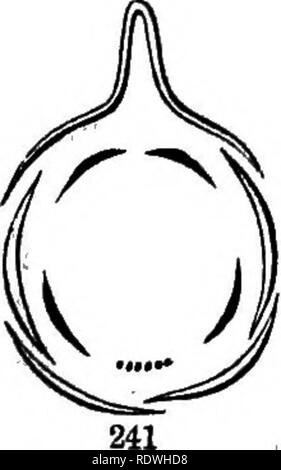 . Gray's Schule und Feld Buch der Botanik. Bestehend aus "Lektionen in der Botanik" und "Feld, Wald und Garten Botanik, "in einem Band gebunden. Botanik; Botanik. Zusammen behandelt, beginnend mit Fällen, die vergleichsweise aus anderen Komplikationen frei sind. Die Blüte von Senf, und allen, die sehr natürliche Familie, das ihn darstellt (Eig. 235, 236), ist die regelmäßigen, aber unsymmetrische in die staubgefäße. Es gibt vier gleichen Kelchblätter, vier gleiche Blütenblätter; aber sechs Staubblätter, und nur zwei Mitglieder in die griffel, die für die Gegenwart. Bitte beachten Sie, dass diese Bilder aus gescannten Seite im extrahiert werden Stockfoto