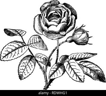 . Gray's Schule und Feld Buch der Botanik. Bestehend aus "Lektionen in der Botanik" und "Feld, Wald und Garten Botanik, "in einem Band gebunden. Botanik; Botanik. 80 FLOWEKS. [Abschnitt 8. Der cyme in Hortensie. Sie sind ebenfalls vertraut in der Hinken-Bush und in Wild-Cranberry Baum, Viburnur:: oxycoccus; wo Sie bilden einen attraktiven Rahmen für den Cluster von kleinen und vergleichsweise unauffällig. Perfekte Blüten, die Sie schmücken. In der Gefüllte Schneeball Kose, oder Schnee - Kugel von zierpflanzen Anbau, alle oder die meisten der Blüten dieser selben Strauch sind in neutralen Blumen verwandelt. 234. Stockfoto