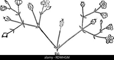 . Gray's Schule und Feld Buch der Botanik. Bestehend aus "Lektionen in der Botanik" und "Feld, Wald und Garten Botanik, "in einem Band gebunden. Botanik; Botanik. Durch die Entwicklung einer Branche in der achsel von nur einem der Blätter an jedem Knoten verzinnt. Die gestrichelten Linien auf der linken Seite zeigen die Stelle der wünschend. Branchen, die wenn vorhanden dieses seorpioid cyme in die ein Bild Konvertieren würde. 215. Abb. 217 ist ein Diagramm von ähnlichen Blütenstand mit alternativen verlässt. Beide sind Arten&lt; ein false Blütenstände (219). Wenn die Hüllblätter sind auch in solchen Fällen, wie auch in vielen Borra Stockfoto