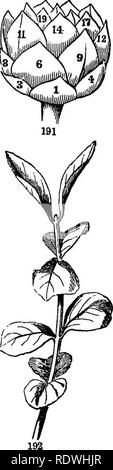 . Gray's Schule und Feld Buch der Botanik. Bestehend aus "Lektionen in der Botanik" und "Feld, Wald und Garten Botanik, "in einem Band gebunden. Botanik; Botanik. Abschnitt 7.] deren Anordnung. 71 durch direkte Inspektionen vorgenommen werden. Sie können indirekt, wie überhaupt festgestellt werden, die durch die Untersuchung der sekundären Spiralen, wie sie genannt werden, whicli werden meist auffällig, mindestens zwei Serien, eine auf der rechten und eine auf der linken Seite, wie in gezeigt. 191. Für au die Art und Weise, in der die Charakter der phyllotaxy vom Th ^ sekundäre Spiralen abgeleitet werden kann, siehe Strukturellen Stockfoto