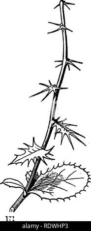 . Gray's Schule und Feld Buch der Botanik. Bestehend aus "Lektionen in der Botanik" und "Feld, Wald und Garten Botanik, "in einem Band gebunden. Botanik; Botanik. 166. Blätter als Bud-Scales dienen der Umformteilen vifithiu zu schützen. Hav-ing erfüllt diesen Zweck sie häufig Fallen oif vrhen der Schießen entwickelt und Laub - Blätter erscheinen. Gelegentlich, wie in Abb. 170, gibt es einen Übergang von Bud-Skalen zu blättern, die die Art der ehemaligen offenbart. Die IJilac zeigt auch eine Abstufung von Bud-Skala zu einfachen Blatt. In Comus Florida (die Blüte Hund - Holz), die vier Bud-Skalen w Stockfoto