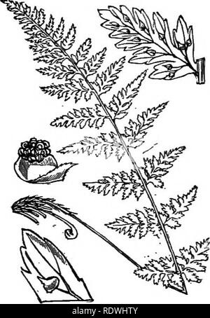 . Abbildungen der britischen Flora: Eine Reihe von holzstichen, mit Sezieren, britischer Pflanzen. Botanik; Botanik. 1309 Adiantum capillus-Veneris, L. Maid^ nltair.. Bitte beachten Sie, dass diese Bilder sind von der gescannten Seite Bilder, die digital für die Lesbarkeit verbessert haben mögen - Färbung und Aussehen dieser Abbildungen können nicht perfekt dem Original ähneln. extrahiert. Fitch, W. H. (Walter Haube), 1817-1892; Smith, George Worthington, 1835-1917; Bentham, George, 1800-1884. Handbuch der britischen Flora. London, L. Reeve Stockfoto