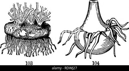 . Gray's Schule und Feld Buch der Botanik. Bestehend aus "Lektionen in der Botanik" und "Feld, Wald und Garten Botanik, "in einem Band gebunden. Botanik; Botanik. 46 Stiele. [Abschnitt 6.. Dass der indischen Rübe ist ein Jahr gebildet und verbraucht. Abb. 104 stellt es im Frühsommer, unterhalb der Knolle des letzten Jahres, in dem die Wurzeln zurückgegangen sind. Es ist teilweise durch das Wachstum der Stammzellen für die Saison verbraucht, und die Knolle des Jahres bildet sich an der Basis des Stammes über der Linie der Wurzeln. 112. Der Knolle von Crocus (Abb. 105, 106), wie die von seiner relativen Gladiolus, ist Stockfoto