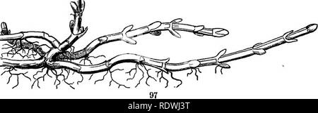. Gray's Schule und Feld Buch der Botanik. Bestehend aus "Lektionen in der Botanik" und "Feld, Wald und Garten Botanik, "in einem Band gebunden. Botanik; Botanik. Durch die die Minze (Abb. 97), die Couch - Gras, oder Schnell-Gras, und viele andere Pflanzen, die sich so schnell und weit, - "an der Wurzel", wie er sagte. Dass diese sind wirklich stammt und keine Wurzeln, ergibt sich aus der Art und Weise, in der die Schweine. 95. Eine Verzweigung Thorn von Honey Locust, als verhärtet blattlosen Zweig ein Zubehör bud weit über die achsel entwickelt: An der aus Teil unten, drei weitere Knospen (a) sind verdeckt Stockfoto