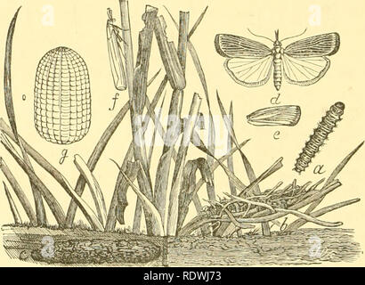 . Ökonomische Entomologie für den Landwirt und Winzer. Nützliche Insekten. 3 i6 A/V-ökonomische Entomologie. Ein sehr neugieriger Arten ist der Gallcria melonella^'' oder ''Biene - Moth", die Bienenstöcke infests und Feeds auf Wachs. Eine Brut dieser Raupen Manchmal dringen in einen Bienenstock und Bohrung in das Wachs aus der Sicht der Bienen, sie häufig demoralisiert, dass sie ihr Zuhause verlassen, scheinbar nicht in der Lage, eine Art des Umgangs mit dieser Art von Feind zu finden. In den letzten Arten von Nesselsucht gibt es wenig Gelegenheit für diese Schädlinge- LISH selbst, und wenn der Imker, ist auf der aler Stockfoto