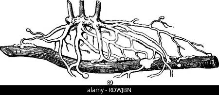 . Gray's Schule und Feld Buch der Botanik. Bestehend aus "Lektionen in der Botanik" und "Feld, Wald und Garten Botanik, "in einem Band gebunden. Botanik; Botanik. Abschnitt 5.] Wurzeln. 37 auf die tranks oder Glieder anderer Pflanzen; von der letzteren, weil, ohne couuection - mit fsme Boden, sie Mast nur leiten ihre Nahrung aus der Luft. Sie haben luftwurzeln, die den Boden nicht erreichen, aber werden verwendet, um die Anlage zu der Fläche, auf der die Pflanze wächst zu beheben: Sie nehmen auch eine Rolle bei der Aufnahme von Feuchtigkeit aus der Luft. 80. Parasitäre Pflanzen, von denen es gibt verschiedene Arten, Streik Stockfoto