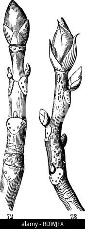 . Gray's Schule und Feld Buch der Botanik. Bestehend aus "Lektionen in der Botanik" und "Feld, Wald und Garten Botanik, "in einem Band gebunden. Botanik; Botanik. Abschnitt 4.] Knospen. 27 Abschnitt IV. GEOWTH FEOM KNOSPEN: Verzweigung. 45. Die meisten Pflanzen erhöhen tlie Betrag ihrer Vegetation durch Verzweigung, das heißt, durch die Herstellung von seitentriebe. 46. E, oots Zweig aus jedem Teil und in der Regel ohne bestimmte Reihenfolge. Ergibt sich in der Regel ergeben sich Zweige nur an bestimmten Punkten, nämlich an den Knoten, und es nur aus den Achseln der Blätter. 47. Knospen (Abb. 72, 73). Jede beginnende Schießen ist eine Knospe (13). Ein Stockfoto