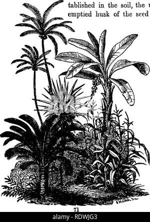 . Gray's Schule und Feld Buch der Botanik. Bestehend aus "Lektionen in der Botanik" und "Feld, Wald und Garten Botanik, "in einem Band gebunden. Botanik; Botanik. 26 Sämlinge. [Abschnitt 3. Der getreidekörner) Es stellt sich die vergleichsweise leichten Samen in die Luft, die Spitze, die sich noch in der Vorbereitungs- und Fütterung auf das Eiweiß. Wenn dieses Essen erschöpft ist und der Sämling ist gut es-etabliert in der Erde, das obere Ende zerfällt und der entleerte Schale der Samen faUs entfernt. 43. In Mais- oder In-dian Kom(Abb. 66-70), ist der Embryo mehr de-im Samen entwickelt, und seine Teile. Stockfoto