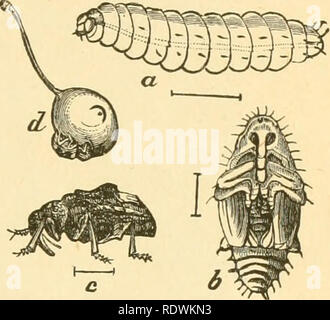 . Ökonomische Entomologie für den Landwirt und Winzer. Nützliche Insekten. Das Insekt der Welt. 233 Abb. 240.. Pflaume - curculio, Conotrachelus tipini-Phar-A, Larve, Puppe; b; c, Erwachsener; rf, Käfer an der Arbeit über eine junge Pflaume, show-ing ein Halbmond markieren. Leaved von Pflaume, Pfirsich, Aprikose, Kirsche, Apfel und Birne. Wenn die Frucht gesetzt hat und von der Größe eines Marmor geworden, das Insekt ist ein halbmond-förmigen Schlitz, erhebt eine kleine Klappe aus der sur-Rundung Gewebe und in diesem Es legt ein^%^. Letztere Luken in ein paar Tagen, aber die weißlichen, grub - wie Larve Bohrungen auf einmal die Samenkapsel, wodurch die fr Stockfoto