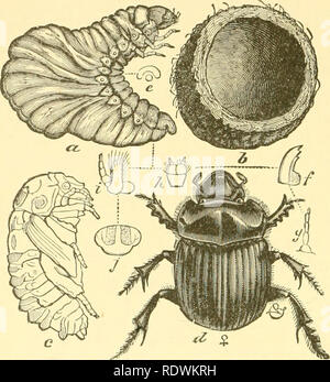 . Ökonomische Entomologie für den Landwirt und Winzer. Nützliche Insekten. 198 Eine ökonomische Entomologie. Abb. 186. Daher erhielt der volkstümliche Name "Tumble-Bugs." Die Käfer sind in der Regel schwarz oder Bronze in der Farbe braun, aber manchmal bril - liantly Metallic Blau, Grün, kupferfarben, oder bronziert, und oft finden wir in der männlichen eine Prominente, [geschwungene Horn auf dem Kopf und angu-lar Prozesse auf den Thorax. Andere große oder mittelgroße spe-Cies machen Löcher in der Nähe oder unter Kot in Bereichen, die vor allem in der Nacht und lassen Beweise für ihre Anwesenheit in der Form von kleinen Stockfoto