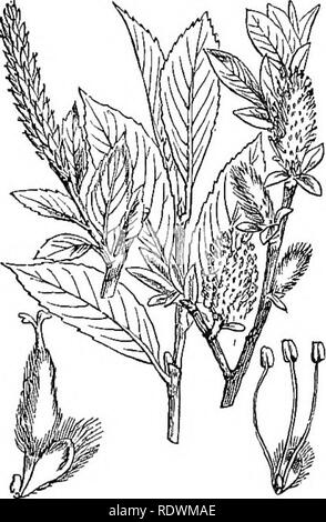 . Abbildungen der britischen Flora: Eine Reihe von holzstichen, mit Sezieren, britischer Pflanzen. Botanik; Botanik. 232 LXXIir. AMENTACE^';. [I. Dicotyledons. Bitte beachten Sie, dass diese Bilder sind von der gescannten Seite Bilder, die digital für die Lesbarkeit verbessert haben mögen - Färbung und Aussehen dieser Abbildungen können nicht perfekt dem Original ähneln. extrahiert. Fitch, W. H. (Walter Haube), 1817-1892; Smith, George Worthington, 1835-1917; Bentham, George, 1800-1884. Handbuch der britischen Flora. London, L. Reeve Stockfoto