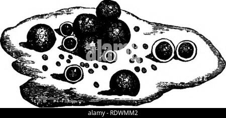 . Erste Formen der Vegetation. Botanik; Kryptogamen. 2 i 8 ERSTEN FORMEN DER VEGETATION. Es. Es ist häufiger in Bächen in Irland; aber in England und Schottland, es ist eher selten und lokal. Die außergewöhnliche Phänomen der roten Schnee seit langem vertraut zu wissenschaftlichen Männer in diesem und in anderen Ländern bekannt und hat natürlich genug aufgeregt, das größte Interesse. Diese einzigartige Farbe in eine Substanz, mit der wir zu assoziieren Ideen der makellose Reinheit und strahlend weiße accustoned sind, wurde festgestellt, von einer ungeheuren Anhäufung von Minute Pflanzen aus der Familie der jetzt unter cons zu führen Stockfoto