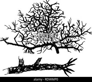 . Erste Formen der Vegetation. Botanik; Kryptogamen. 150 ERSTEN FORMEN DER VEGETA-. Zoll dick, was wie Ingwer - Brot aus, sondern haben eine sehr erdige und eher bitteren Geschmack. "Unsere kom- panion", sagt Kommandant Mayne, "hat uns das Essen, das die Inder "Wheela", mit Milch. Aber zwei oder drei Bissen waren alle betreuten wir zu nehmen." Ein weiterer Bart - wie Flechten {Usnea Florida. Abb. 12), oft wachsen mit der rock-Haar, ist in großen Mengen in Nordamerika gesammelt. Abb. 12.- Usnea Florida. Von der Kiefern-Wäldern, und gelagert werden, bis im Winter Futter für Rinder in den rauhen Jahreszeiten. G Stockfoto