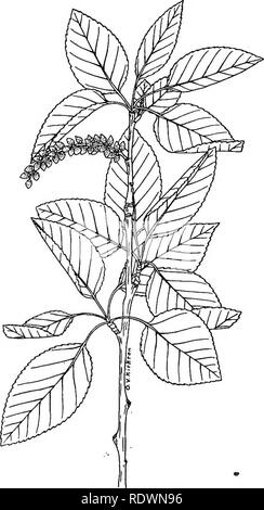 . Wilde Blumen und Bäume in Colorado. Botanik. 62 wilde Blumen und Bäume von Colorado 3a. Blattstiel stout; ein Drittel der Länge der Klinge oder weniger; Blätter schmal. Populus angustifolia James. "Narrowleaf Cottonwood "3b. Blattstiel schlank, die Hälfte der Länge der Klinge oder länger. (4). Abb. 49.- Narrowleaf angustijolia der Pappel (Populus). X £ 4 ein. Blatt, Blätter eiförmig; an der Basis abgerundet, unter Brandung-as weißlich; Venen im Vordergrund. Bäume von Berg Bezirke. Populus balsamifera, Linn. " Balsam Poplar" 4b. Leaf-Blades lance-eiförmig, in der Regel Geeggt an der Basis. Baum des Canyons und die Ebenen Stockfoto