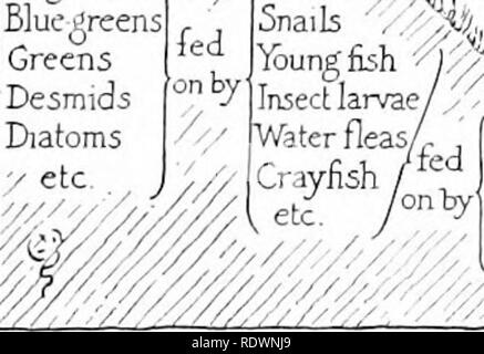 . Wissenschaft des pflanzlichen Lebens, ein High School botany Behandlung der Anlage und ihrer Beziehung zur Umwelt. Botanik. 244 Wissenschaft des pflanzlichen Lebens. Bitte beachten Sie, dass diese Bilder sind von der gescannten Seite Bilder, die digital für die Lesbarkeit verbessert haben mögen - Färbung und Aussehen dieser Abbildungen können nicht perfekt dem Original ähneln. extrahiert. Transeau, Edgar Nelson, 1875-1960. Yonkers-on-Hudson, N.Y., World Book Co. Stockfoto