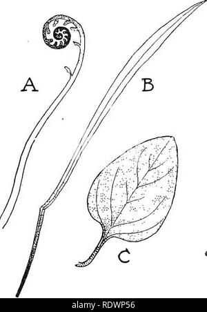 . Wissenschaft des pflanzlichen Lebens, ein High School botany Behandlung der Anlage und ihrer Beziehung zur Umwelt. Botanik. 88 Wissenschaft des pflanzlichen Lebens helfen uns bei der Beantwortung dieser Anfrage: yoimg Gewebe ist sehr zart und leicht gebrochen, während alte Gewebe stärker und fester ist. Farn Blätter wachsen an der Spitze. Der Farn Blatt ist eine, die in diesem Zusammenhang untersucht werden, die für die wachsenden Teil ist nicht nur Zahlungsmittel, sondern aufgewickelt, und seine entfalten - ing kann von Tag zu Tag durch Markierung mit Tusche der aufeinanderfolgenden Positionen der Spule vermerkt werden. In der Boston Farn, die so häufig Cul-tivated als Fenster Pflanze, die Stockfoto