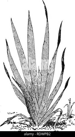 . Wissenschaft des pflanzlichen Lebens, ein High School botany Behandlung der Anlage und ihrer Beziehung zur Umwelt. Botanik. Blätter in Bezug auf Licht 41 nur am Morgen und am späten Nachmittag, dass die flachen Seiten der Blätter zu den Strahlen der Sonne senkrecht stehen. Diese Reaktion auf die Ught stellen auch die meisten Blätter in einer vertikalen Nord- und Süd Ebene und schlägt den Namen "Kompass Pflanze." Im Halbschatten, die Blätter dieser Pflanzen horizontal sind. Es ist also klar, dass die Position der Blätter im sonnigen Situationen ist das Ergebnis der hght Bedingungen. Wie die Klinge Attai Stockfoto